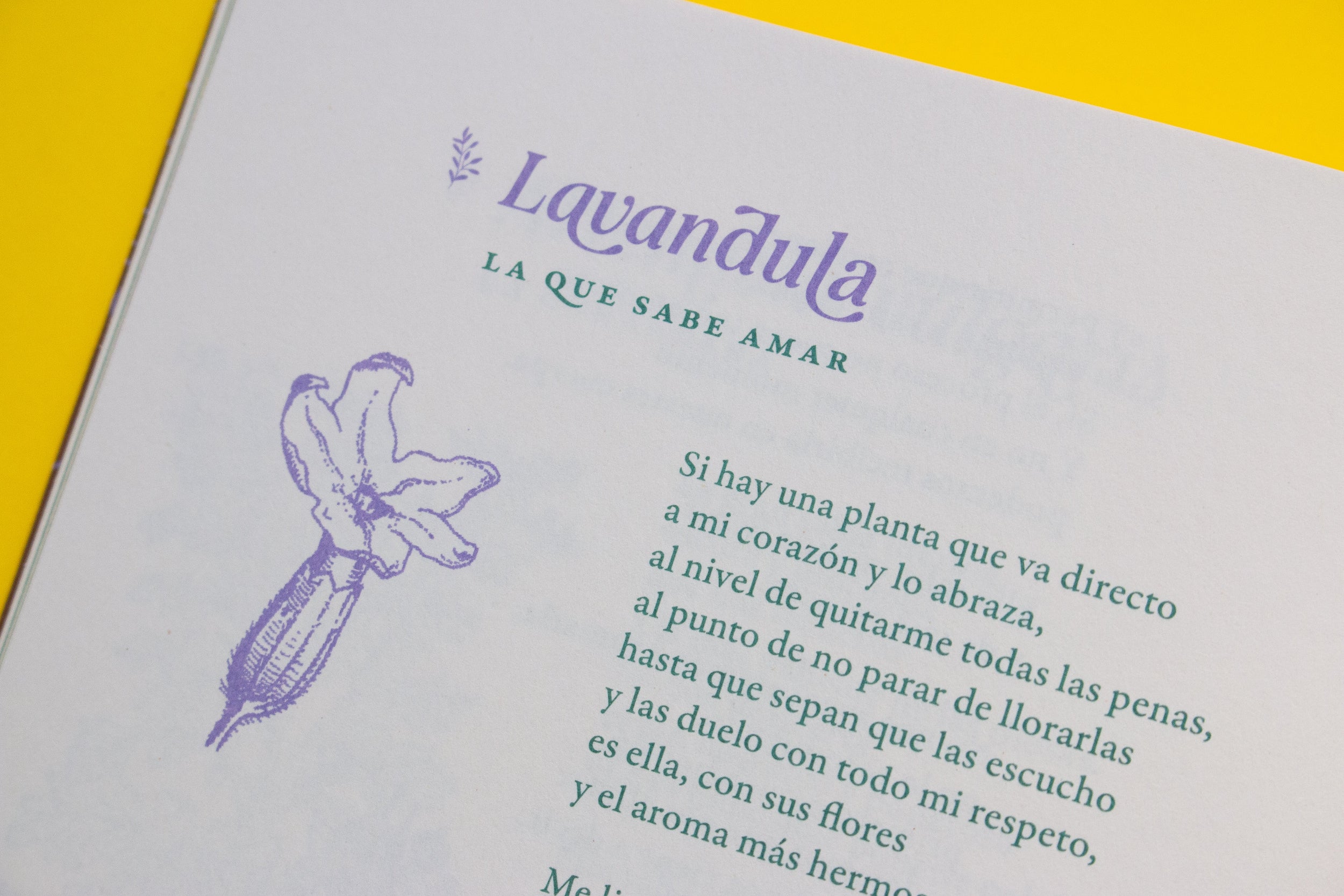 Libro «Curanderas»